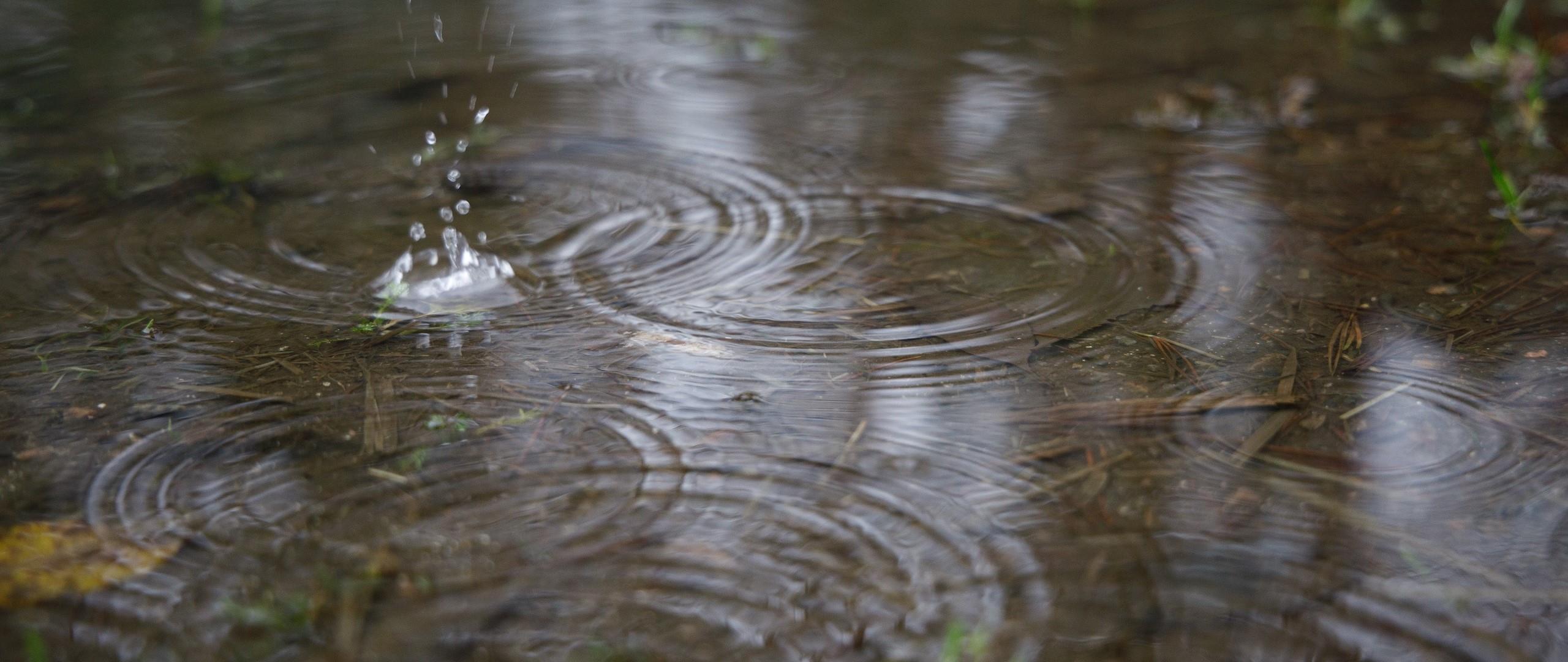 Regn. Foto: Kristin Almeland Manger.